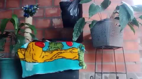 Snapshot of _tarek_ chatting on October 24, 2025, 10:17 pm _tarek_ online show from October 24, 2025, 10:17 pm