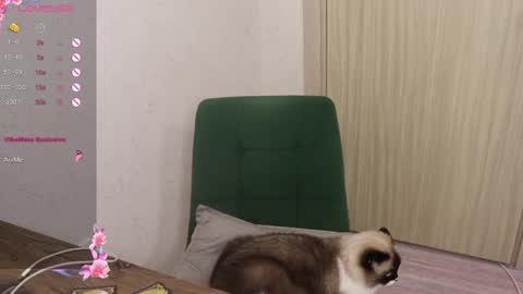 Snapshot of _viv1an_ chatting on March 6, 2025, 5:54 pm Alis online show from March 6, 2025, 5:54 pm