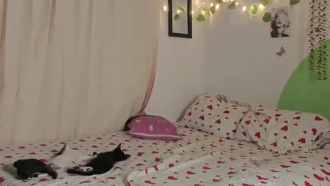           online show from December 29, 2024, 1:56 am