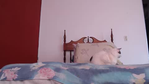 Snapshot of bayonette_black chatting on October 4, 2025, 12:03 pm bayonette_black online show from October 4, 2025, 12:03 pm