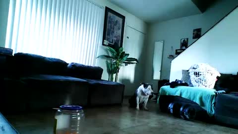 Snapshot of blackriches96 chatting on February 17, 2025, 3:09 pm blackriches96 online show from February 17, 2025, 3:09 pm