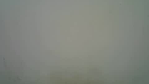 Black  brown online show from November 7, 2025, 5:18 am