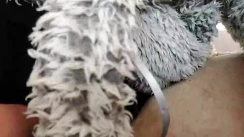 Snapshot of bomberto33 chatting on February 10, 2025, 1:55 pm Bomberto online show from February 10, 2025, 1:55 pm