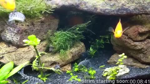 Booker Baxton online show from January 4, 2025, 4:01 am