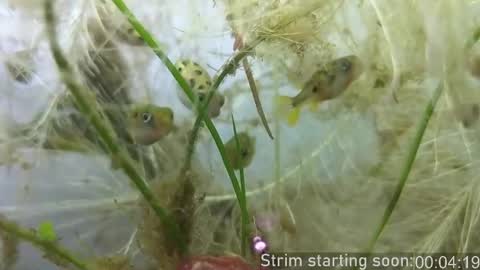 Booker Baxton online show from October 23, 2025, 3:06 am