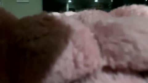 Snapshot of dannyboy621 chatting on November 10, 2025, 2:10 am dannyboy621 online show from November 10, 2025, 2:10 am