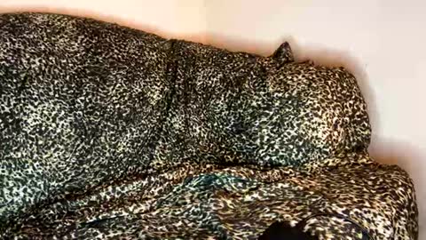 dove_love22 online show from November 10, 2025, 4:33 am