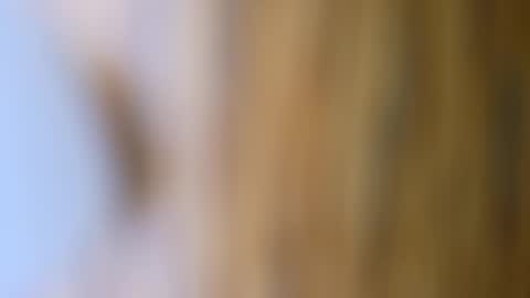 dVe1oPe online show from October 17, 2025, 9:56 am