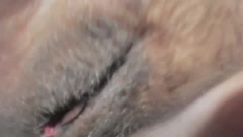 Snapshot of frumcake chatting on January 10, 2025, 12:27 am FrumCake online show from January 10, 2025, 12:27 am