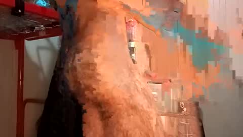 Snapshot of funny_quarantine chatting on February 2, 2025, 2:24 pm Italian men online show from February 2, 2025, 2:24 pm