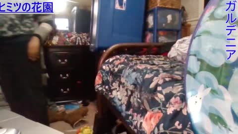 Gardenia online show from December 24, 2024, 7:49 am