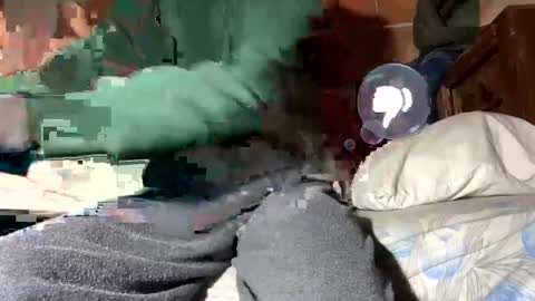 Snapshot of gicobest chatting on January 12, 2025, 2:30 pm Corrado online show from January 12, 2025, 2:30 pm