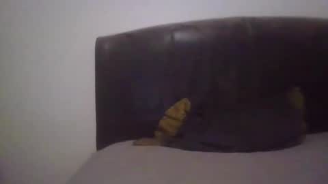 Snapshot of goodcock12345 chatting on February 19, 2025, 6:55 am goodcock12345 online show from February 19, 2025, 6:55 am