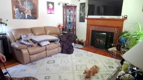 Snapshot of goodgirlcelestecat chatting on October 3, 2025, 3:31 pm goodgirlcelestecat online show from October 3, 2025, 3:31 pm