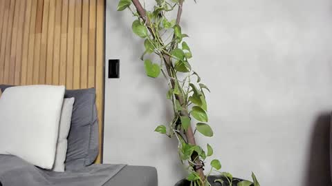 Sofia independent model online show from December 14, 2024, 11:07 am