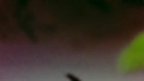 Boi online show from November 26, 2025, 3:40 am