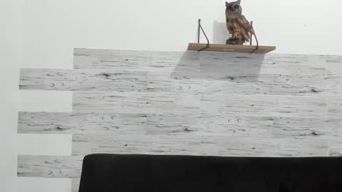 Jaycreedd online show from January 15, 2025, 2:38 am