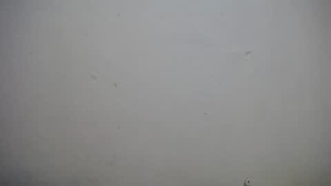 lisa_branch online show from November 3, 2025, 10:38 am