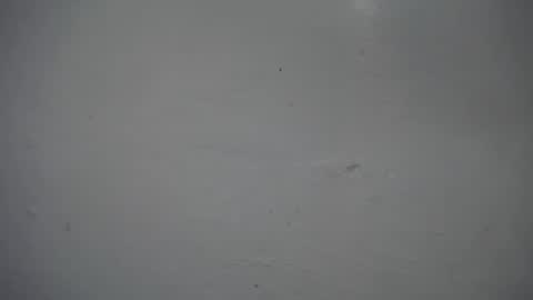 lisa_branch online show from November 16, 2025, 12:33 pm