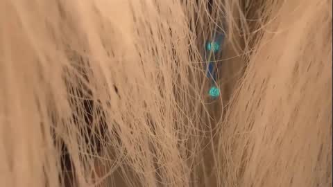 Snapshot of lunaafox chatting on January 1, 2025, 4:29 pm lunaafox online show from January 1, 2025, 4:29 pm