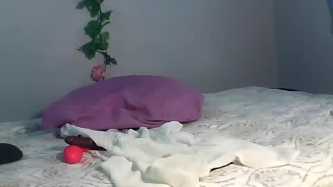 Bee Bee online show from October 15, 2025, 3:50 am