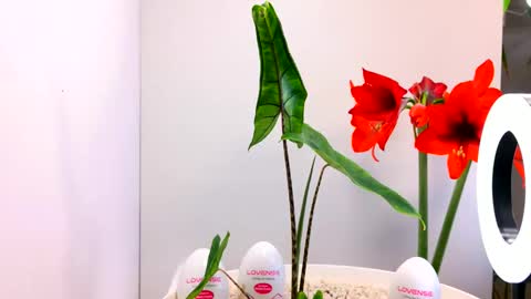 Snapshot of manup1977 chatting on December 15, 2025, 12:04 am manup1977 online show from December 15, 2025, 12:04 am