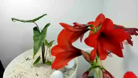 Snapshot of manup1977 chatting on December 15, 2025, 12:09 pm manup1977 online show from December 15, 2025, 12:09 pm