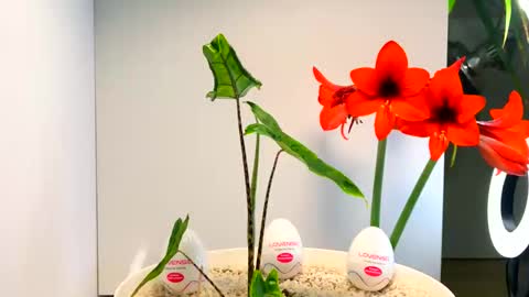 Snapshot of manup1977 chatting on December 16, 2025, 12:48 am manup1977 online show from December 16, 2025, 12:48 am