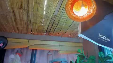 Snapshot of marcovitto chatting on November 18, 2025, 7:29 pm marcovitto online show from November 18, 2025, 7:29 pm