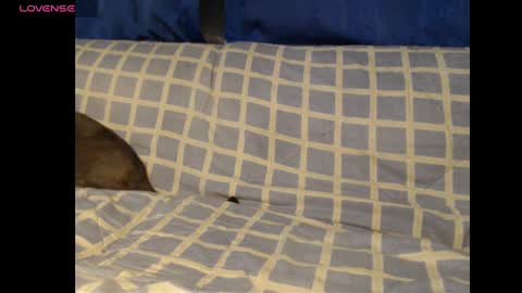 Meg4n Miauuuu online show from February 19, 2025, 2:01 am