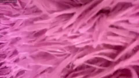 Amelia online show from November 15, 2025, 3:52 pm