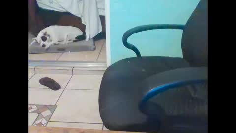 mobiledui online show from February 16, 2025, 9:37 am