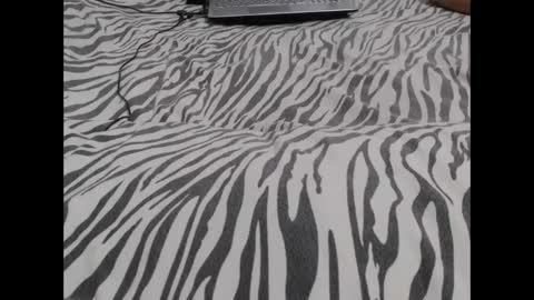 Snapshot of mollyandbra chatting on December 3, 2024, 3:09 am Molly And Brad online show from December 3, 2024, 3:09 am