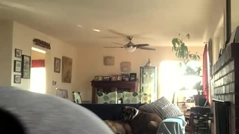 Snapshot of monkeedance chatting on December 11, 2024, 8:07 pm Monkee Dance online show from December 11, 2024, 8:07 pm