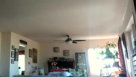 Snapshot of monkeedance chatting on January 28, 2025, 5:35 pm Monkee Dance online show from January 28, 2025, 5:35 pm