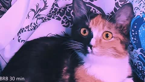 Monday-Friday 12-4 AM and 6-9 AM New York time online show from February 2, 2025, 11:11 pm