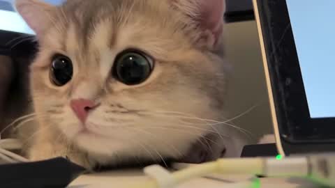 Sun or Luna online show from February 20, 2025, 8:25 pm