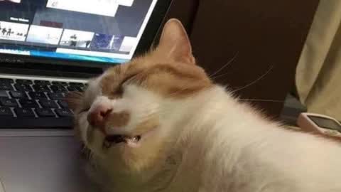 Snapshot of pambeeslyy chatting on March 4, 2025, 5:32 am Pam online show from March 4, 2025, 5:32 am