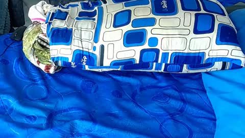 Yura independent  model online show from January 6, 2025, 12:35 pm