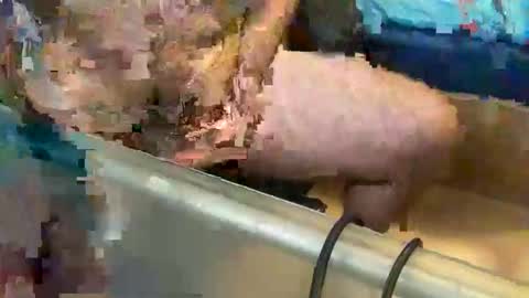 Snapshot of pussy_muncher_691 chatting on October 8, 2025, 6:05 pm pussy_muncher_691 online show from October 8, 2025, 6:05 pm