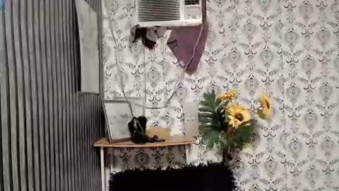 JOY online show from September 10, 2025, 11:05 pm