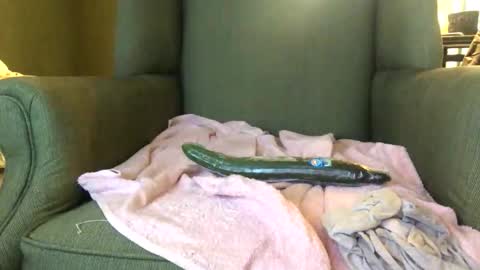 Snapshot of queenkitty477 chatting on October 25, 2025, 1:46 am queenkitty477 online show from October 25, 2025, 1:46 am