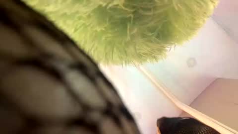   online show from November 13, 2025, 11:42 am