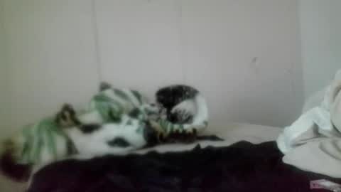 Roxy and Brock online show from November 5, 2025, 7:36 pm