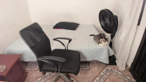 Snapshot of santiceballo chatting on January 2, 2025, 11:38 pm Julius Novachrono online show from January 2, 2025, 11:38 pm