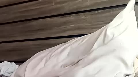 Snapshot of saucybear666 chatting on January 24, 2025, 6:46 pm SnowBunny online show from January 24, 2025, 6:46 pm