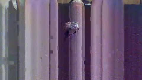 sexybeast_2 online show from September 9, 2025, 11:43 am