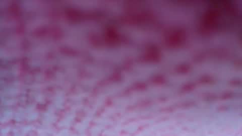 shelsyzevee_ online show from October 23, 2025, 4:50 pm