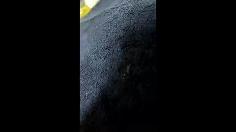 shurthingxx online show from January 28, 2025, 12:22 pm