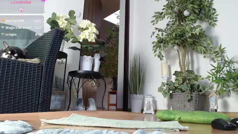 Snapshot of squirtmanica chatting on January 1, 2025, 7:20 am Monica online show from January 1, 2025, 7:20 am